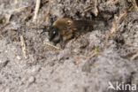 The Vernal Colletes (Colletes cunicularius)