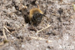 Grote zijdebij (Colletes cunicularius)