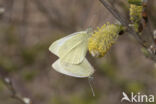 Klein koolwitje (Pieris rapae)