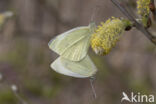 Klein koolwitje (Pieris rapae)