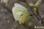 Klein koolwitje (Pieris rapae)