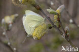 Klein koolwitje (Pieris rapae)