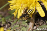 Roodharige wespbij (Nomada lathburiana)