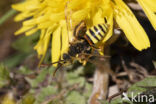 Roodharige wespbij (Nomada lathburiana)