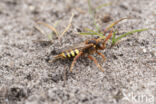 Roodharige wespbij (Nomada lathburiana)