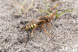 Roodharige wespbij (Nomada lathburiana)