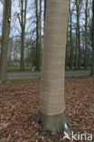 Beech (Fagus sylvatica)