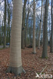 Beech (Fagus sylvatica)