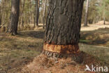 Scots Pine (Pinus sylvestris)