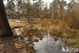 Pijpestrootje (Molinia caerulea)