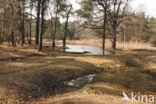 Pijpestrootje (Molinia caerulea)