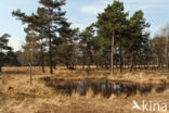 Purple Moor-grass (Molinia caerulea)