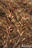 Gagel (Myrica gale)