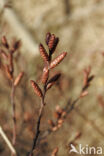 Gagel (Myrica gale)