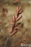 Gagel (Myrica gale)