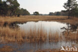 Purple Moor-grass (Molinia caerulea)