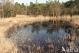 Purple Moor-grass (Molinia caerulea)