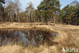 Purple Moor-grass (Molinia caerulea)