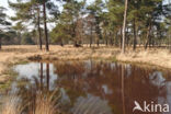 Purple Moor-grass (Molinia caerulea)