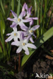 Grote sneeuwroem (Chionodoxa luciliae