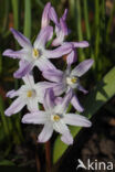 Grote sneeuwroem (Chionodoxa luciliae