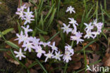 Grote sneeuwroem (Chionodoxa luciliae