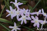 Grote sneeuwroem (Chionodoxa luciliae