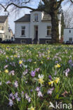 Narcis (Narcissus spec.)