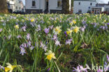 Narcis (Narcissus spec.)