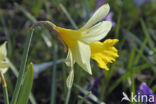 daffodil (Narcissus spec.)