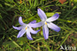 Glory-of-the Snow (Chionodoxa luciliae