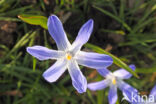 Grote sneeuwroem (Chionodoxa luciliae