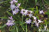 Grote sneeuwroem (Chionodoxa luciliae