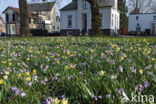 daffodil (Narcissus spec.)