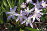 Grote sneeuwroem (Chionodoxa luciliae