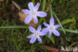 Grote sneeuwroem (Chionodoxa luciliae