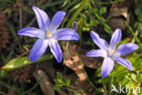 Grote sneeuwroem (Chionodoxa luciliae