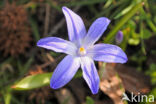 Grote sneeuwroem (Chionodoxa luciliae