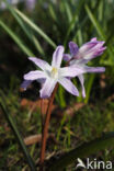 Grote sneeuwroem (Chionodoxa luciliae