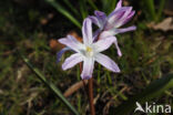 Grote sneeuwroem (Chionodoxa luciliae