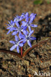 Siberian Saxifrage (Scilla siberica)