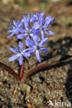 Oosterse sterhyacint (Scilla siberica)