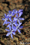 Oosterse sterhyacint (Scilla siberica)