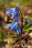 Siberian Saxifrage (Scilla siberica)