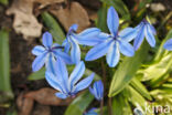 Oosterse sterhyacint (Scilla siberica)