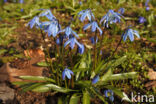 Siberian Saxifrage (Scilla siberica)