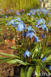 Siberian Saxifrage (Scilla siberica)