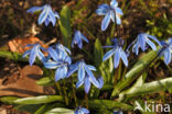 Oosterse sterhyacint (Scilla siberica)