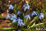 Siberian Saxifrage (Scilla siberica)