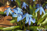 Siberian Saxifrage (Scilla siberica)